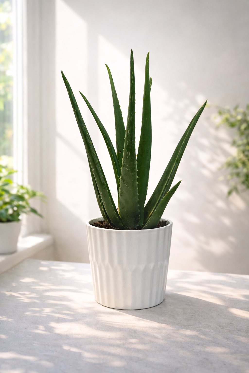 Aloe