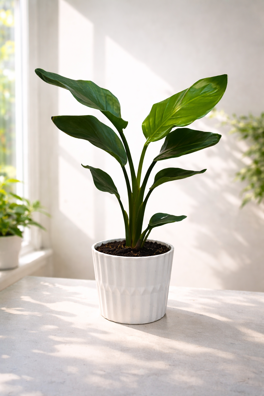 Strelitzia (bird of paradise)