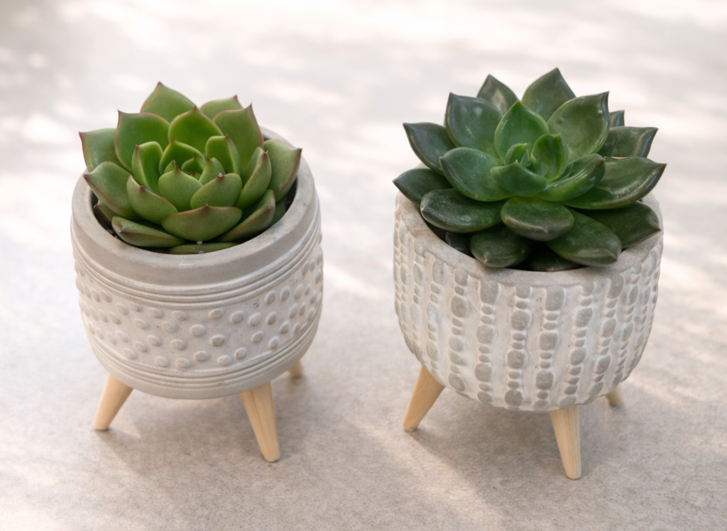 Succulent with vase
