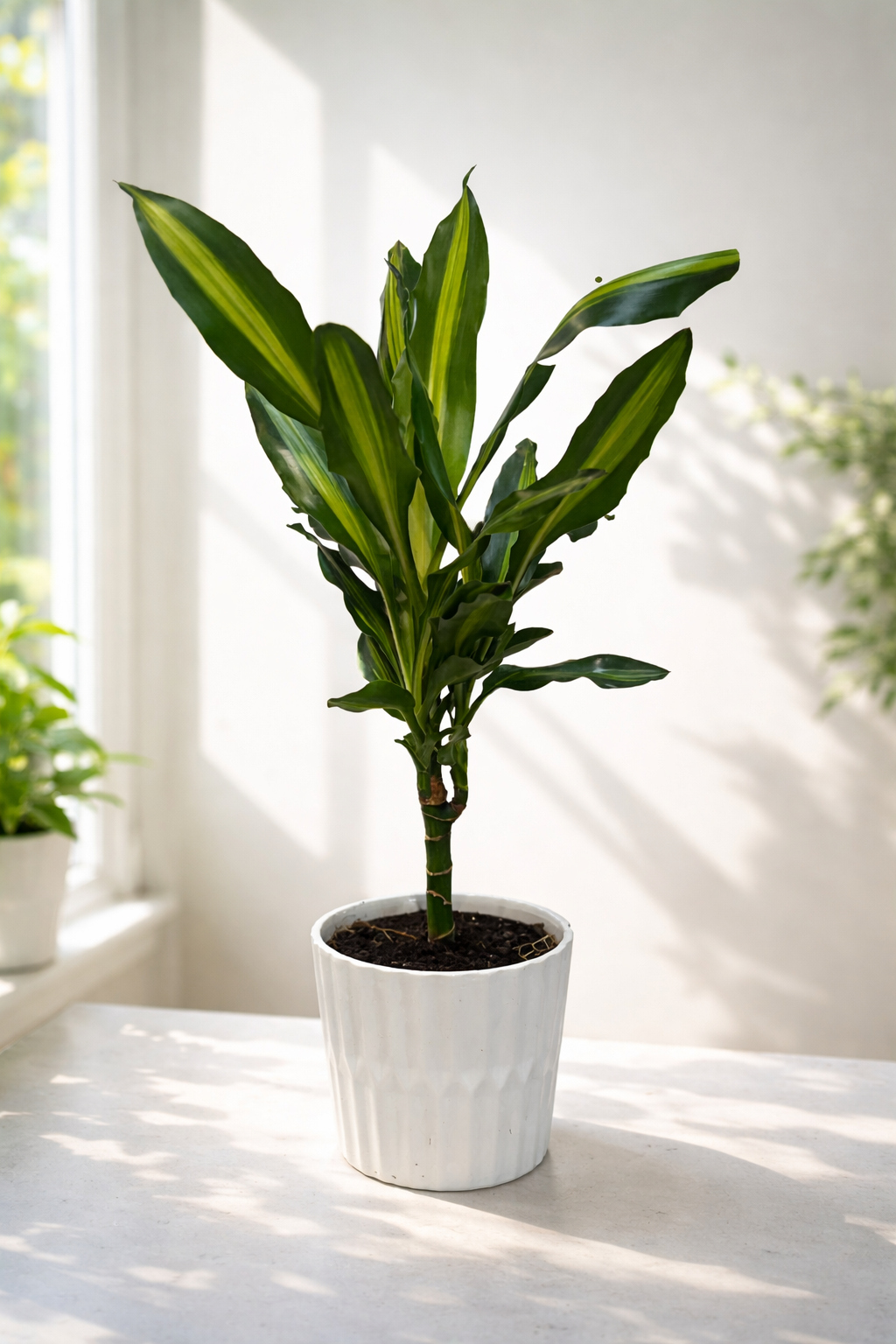 Dracaena Cintho