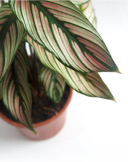 Plants