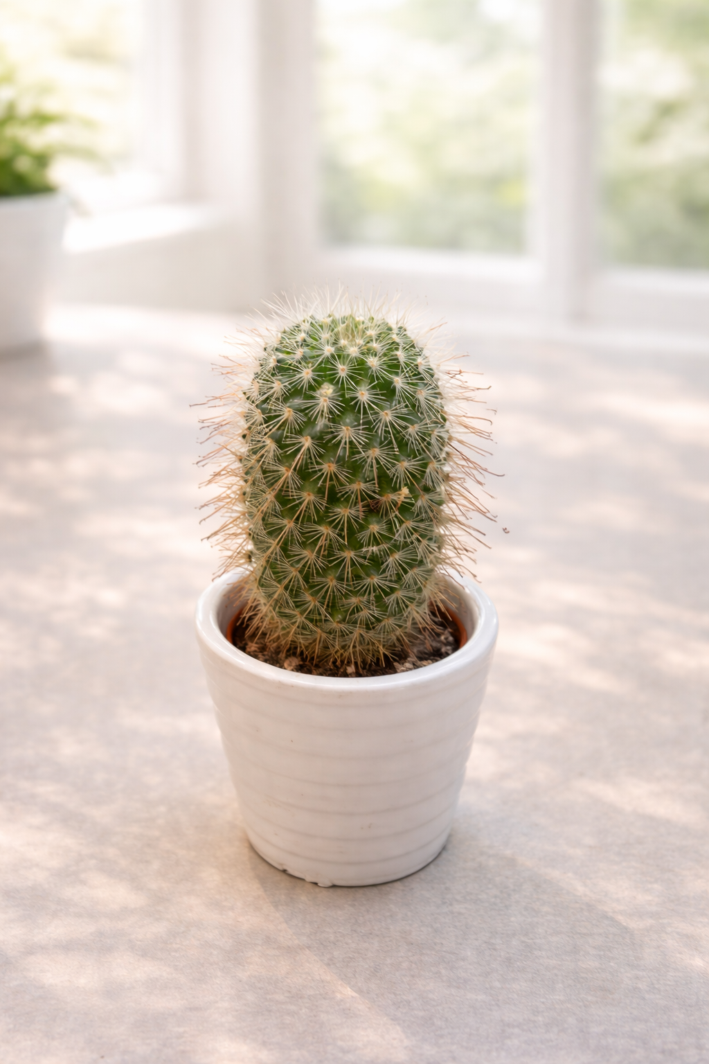 Cactus with vase