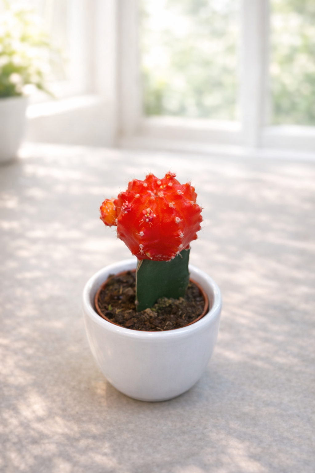 Cactus with vase