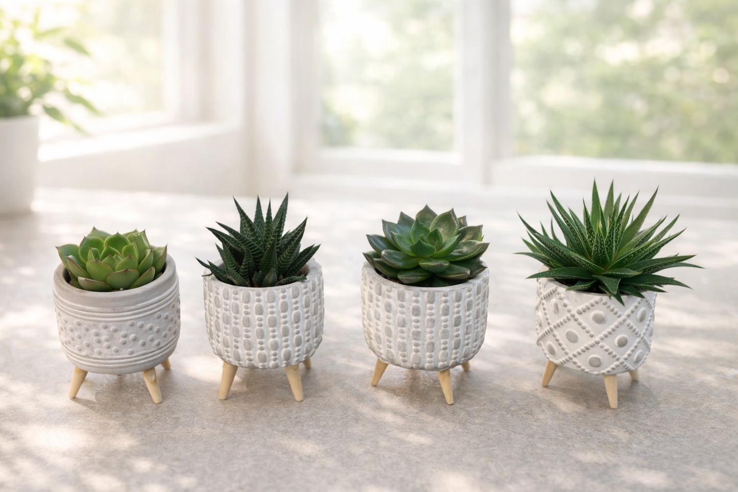 Succulent with vase
