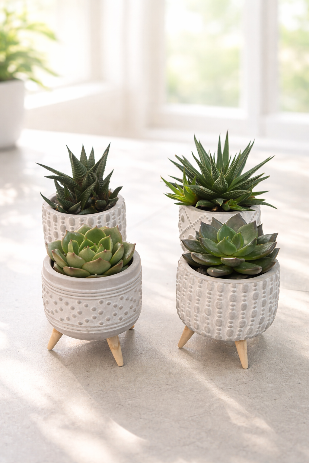 Succulent with vase