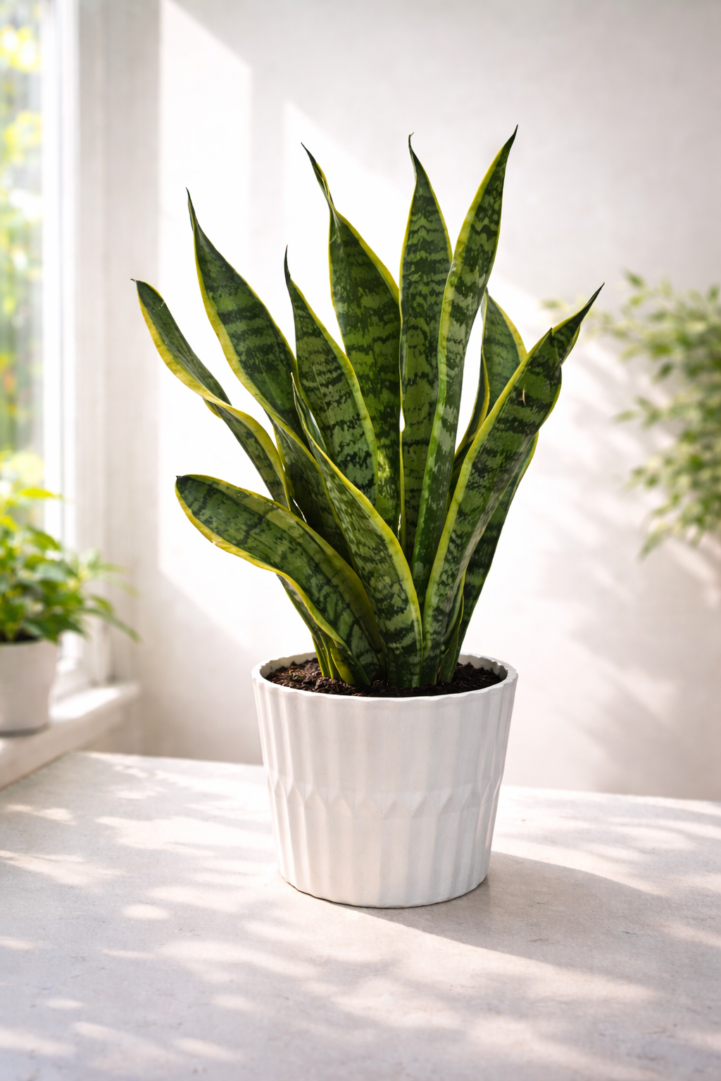 Sansevieria (Snake plant)