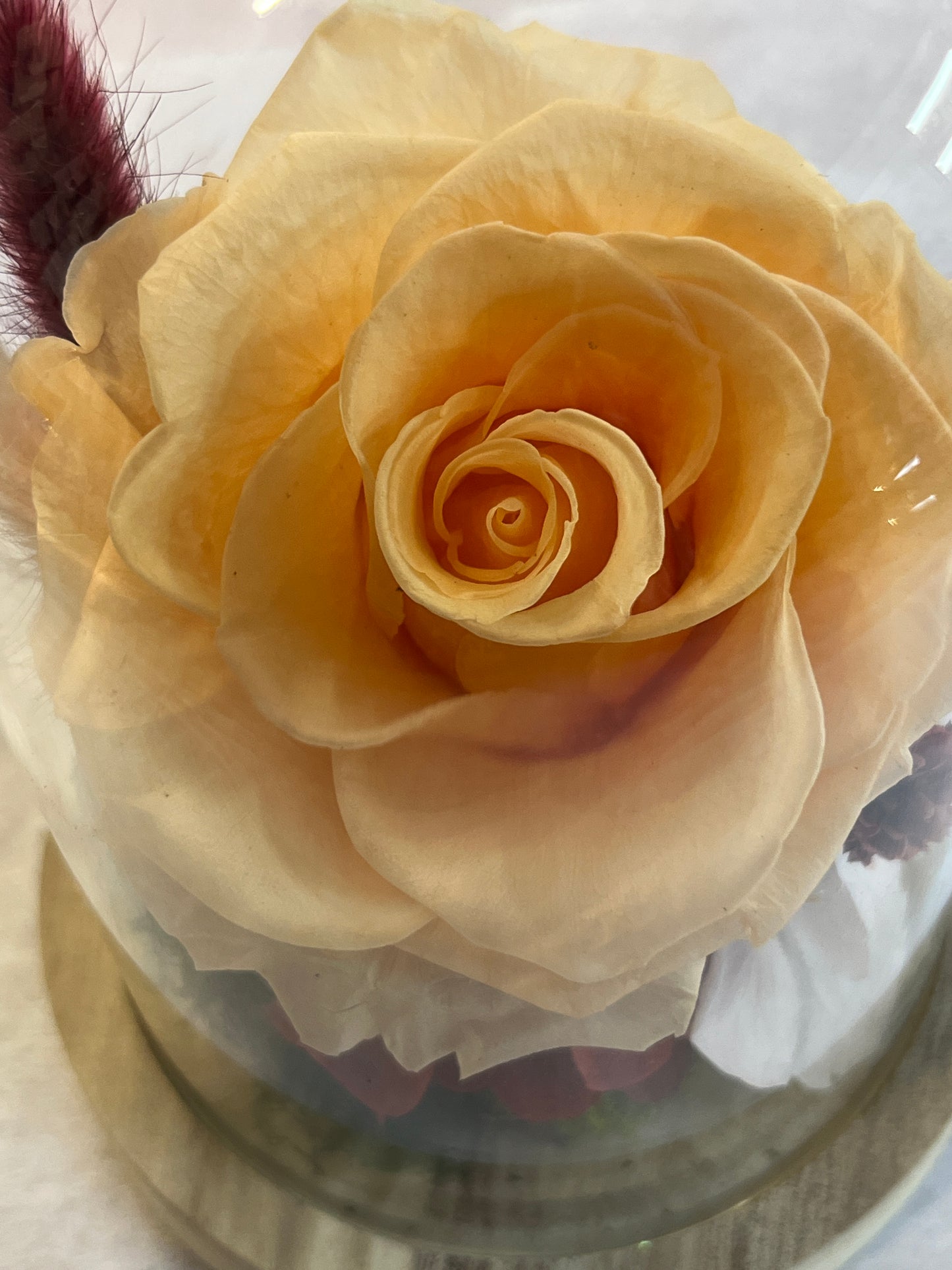 Eternal Rose - Peach